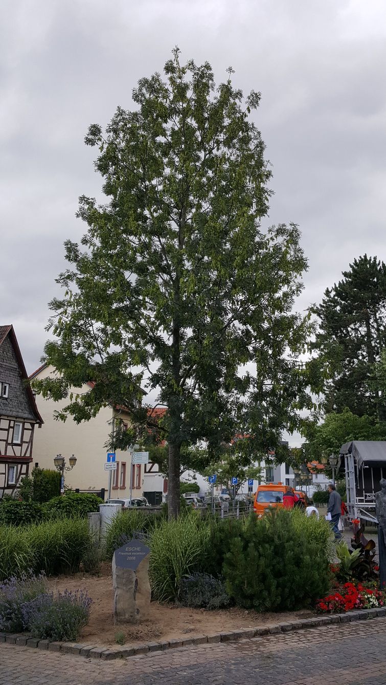 18-06-22_Esche Esche