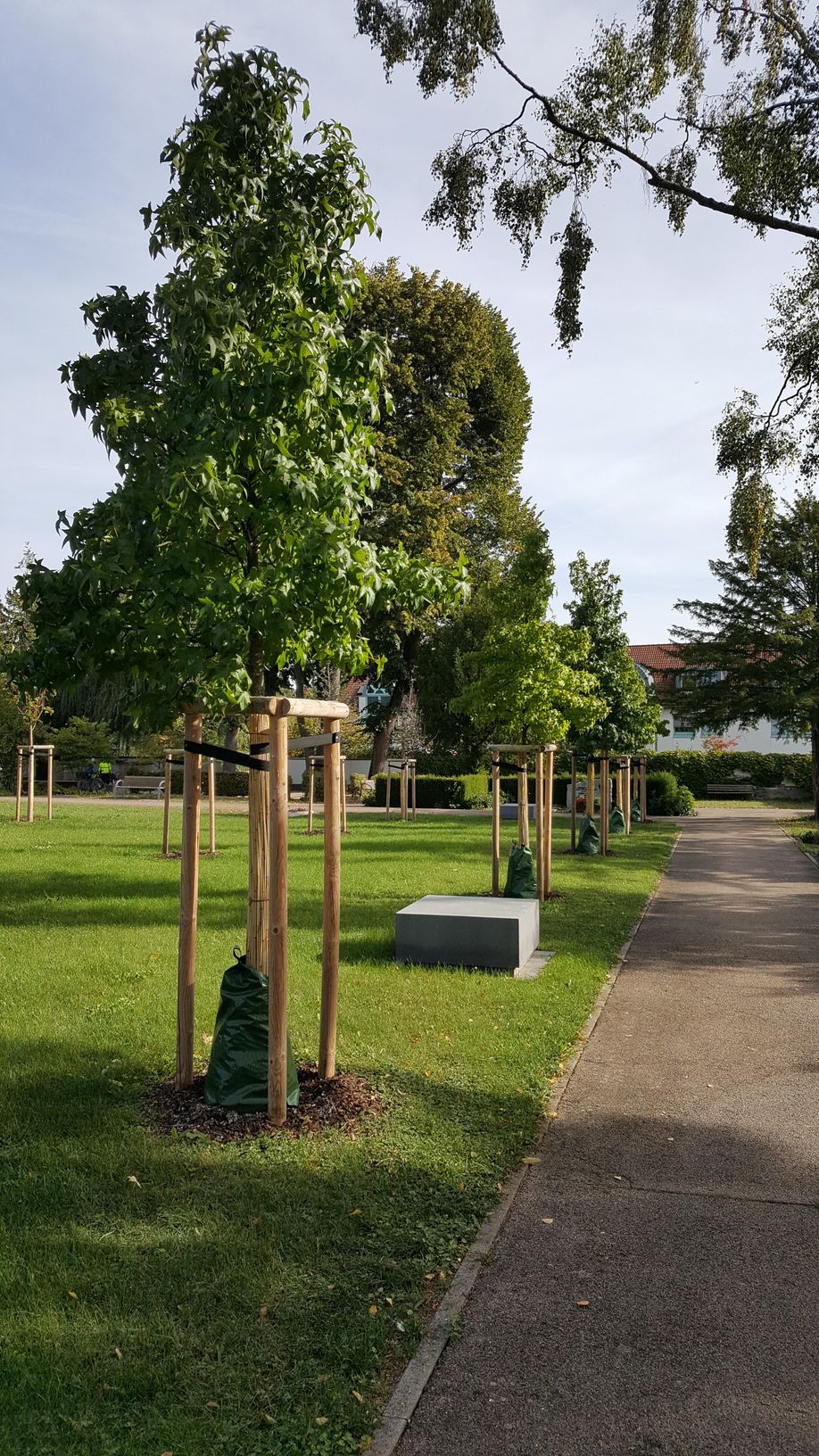 19-09-20_Amberbäume 19_III Amberbäume