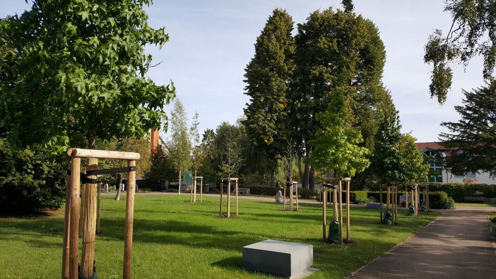 Amberbäume auf einem Friedhof 1 Jahr danach