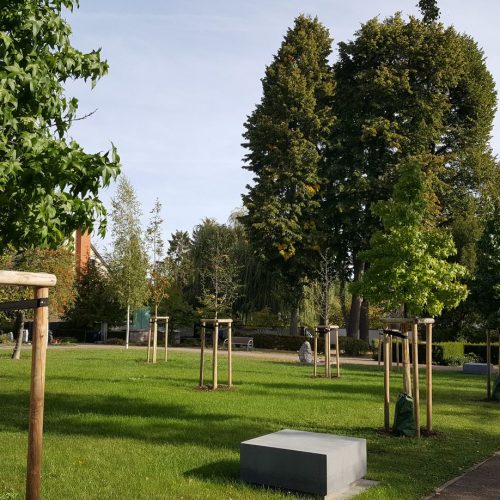 Amberbäume auf einem Friedhof 1 Jahr danach