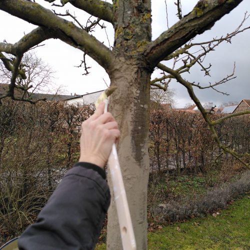 BioSi®Lehmanstrich - Schutz vor UV/Rissen/Frost für Bäume 1 kg / 5 kg Eimer (Trockenmasse)