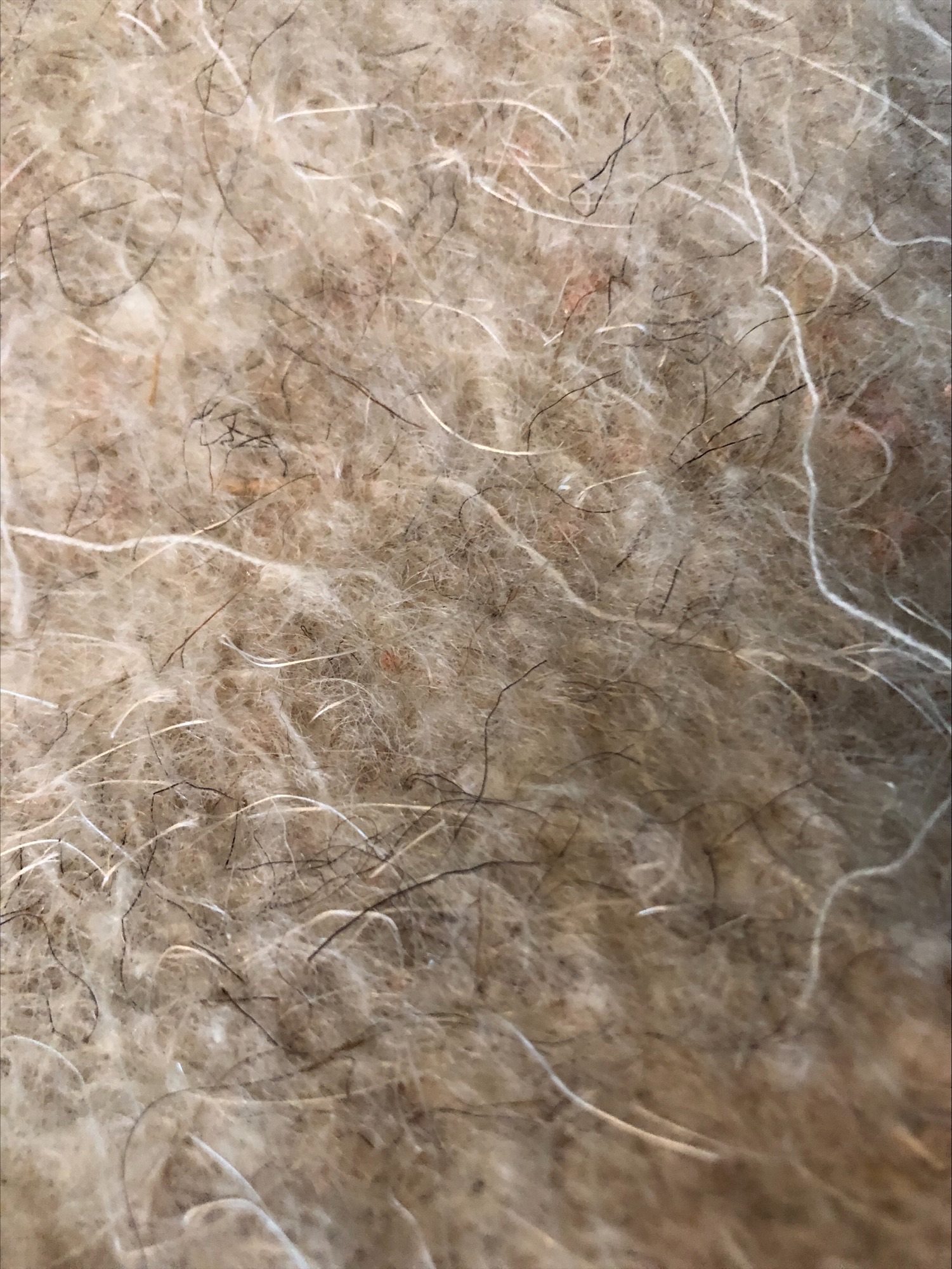 processed-CC5E7ABD-BE8F-49A8-BBFA-B36A08C09483-86C0FBF4-B9B1-4A11-82D7-27E54E8FF397